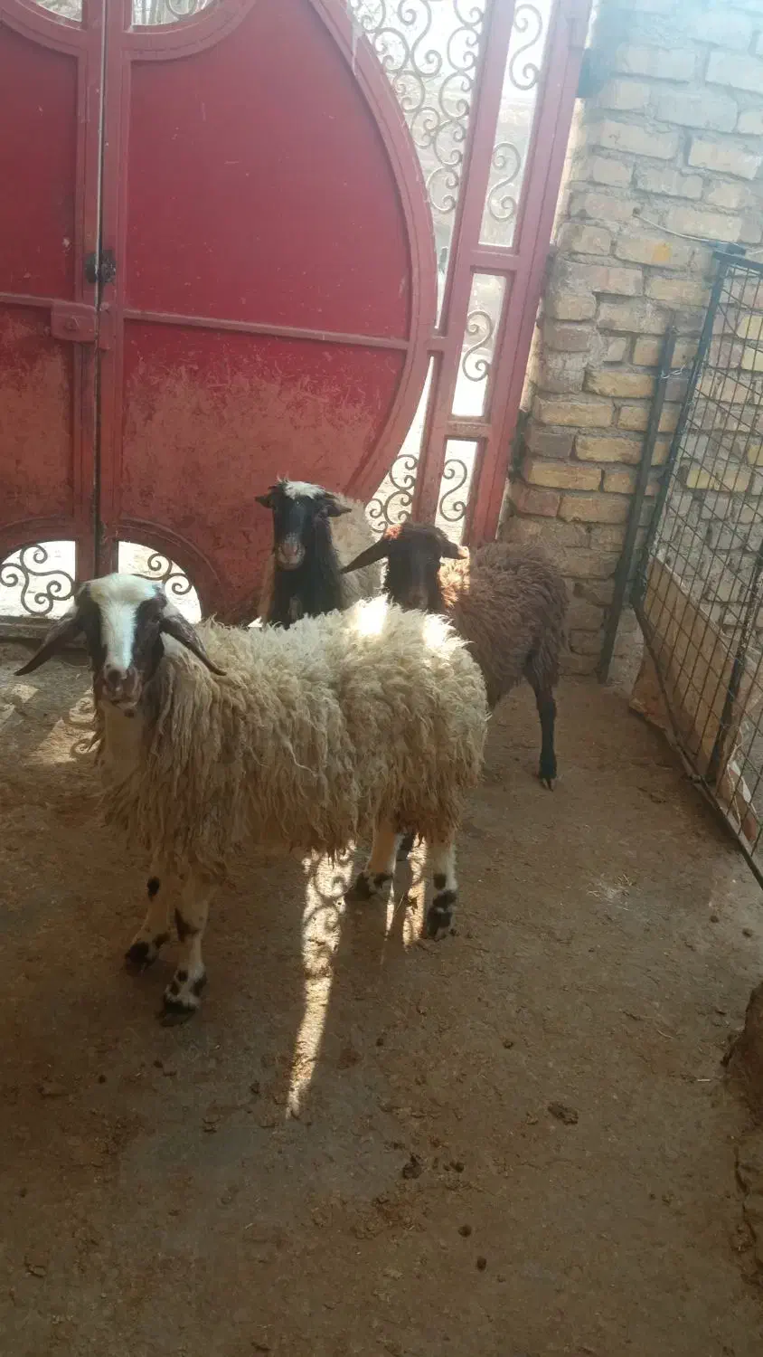 بره افشاری|حیوانات مزرعه|اراک, |دیوار