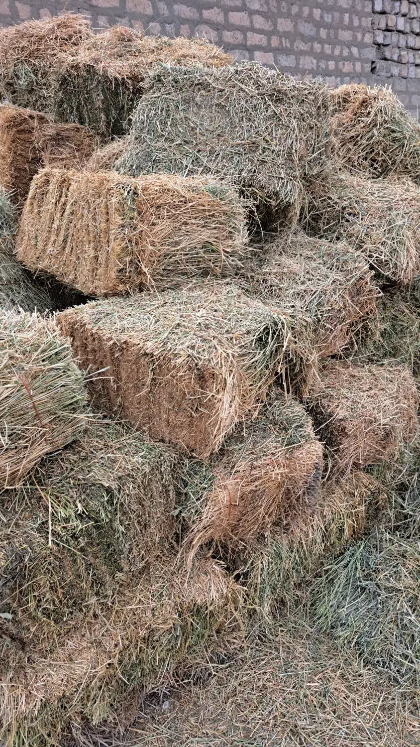 یونجه خالص|خدمات باغبانی و درختکاری|نوشین شهر, |دیوار