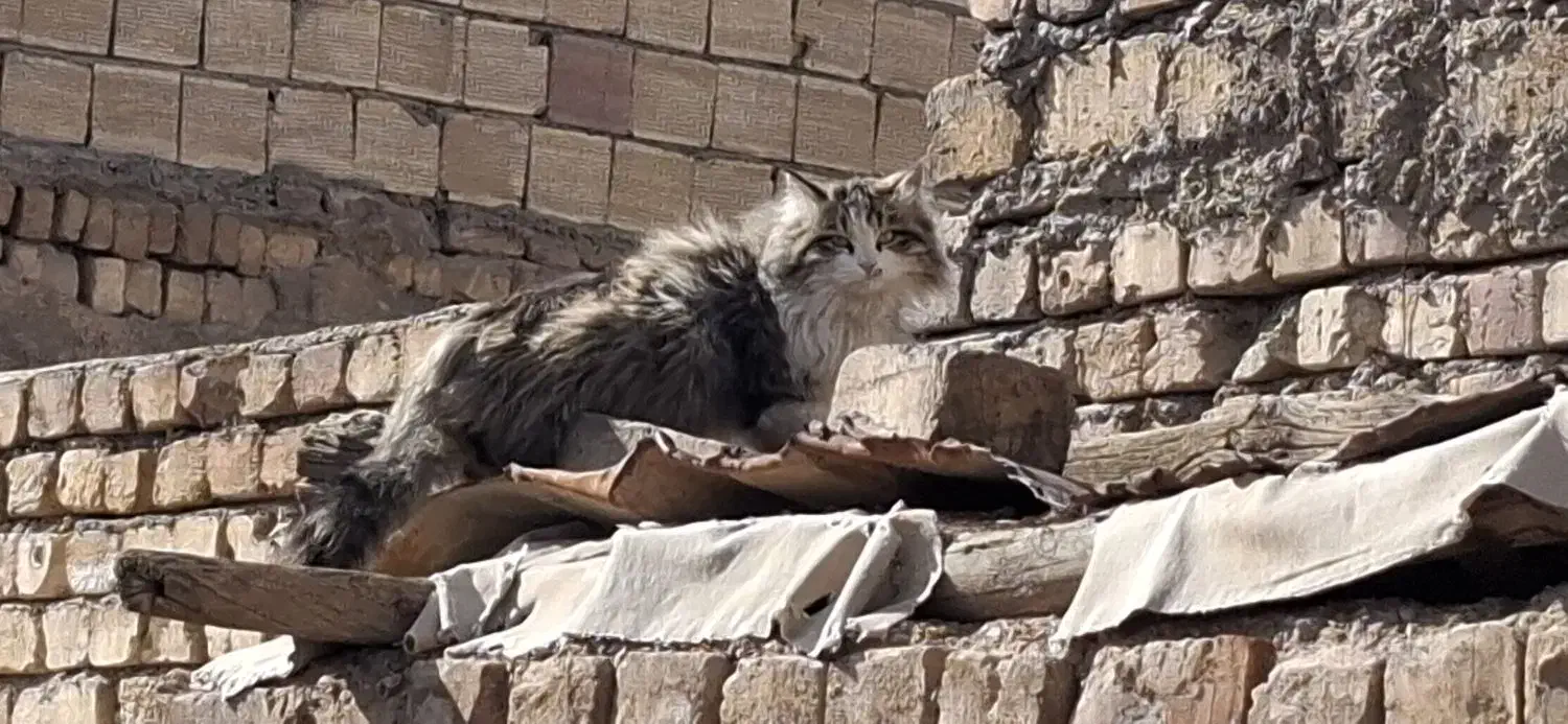 گربه سیبری.|گربه|مبارکه, |دیوار