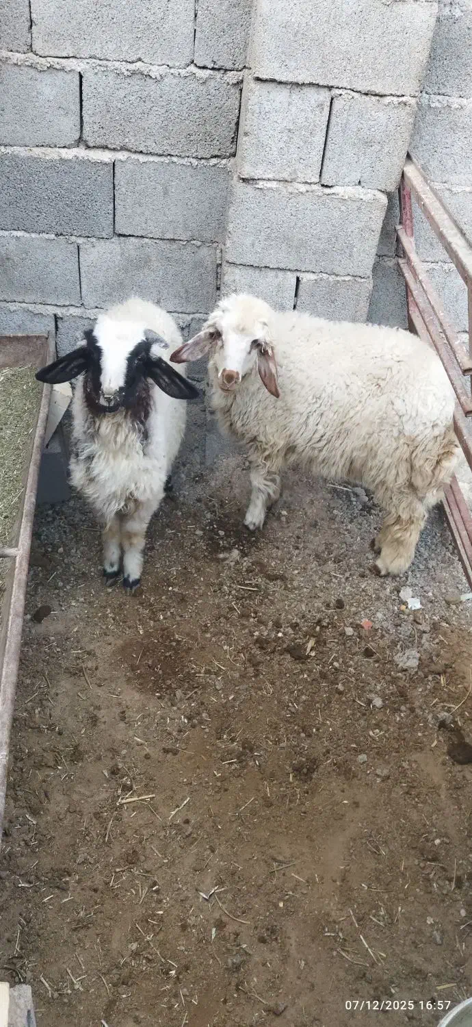 شهر شاوور|حیوانات مزرعه|شوش, |دیوار