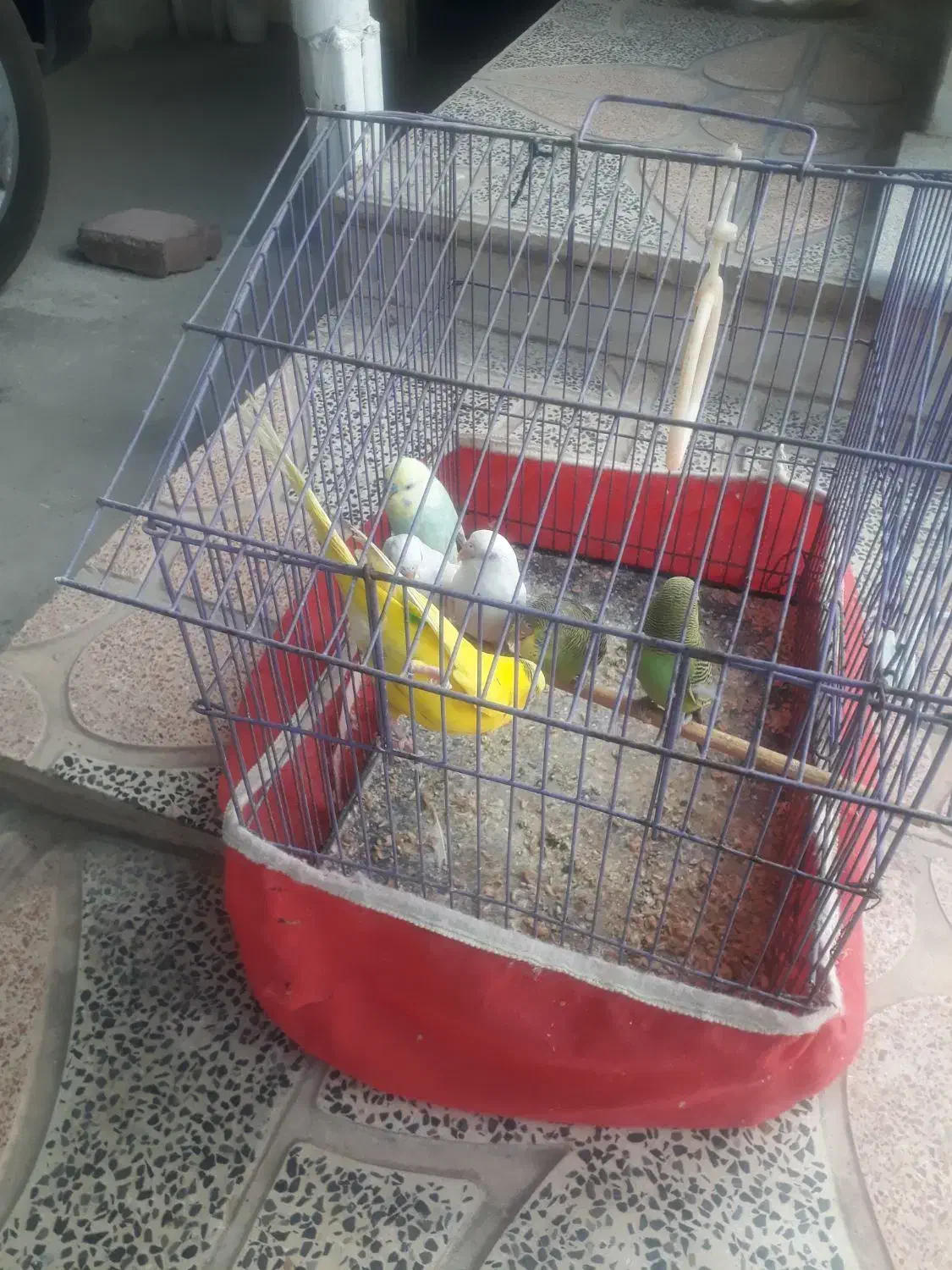 مرغ عشق۶عدد|پرنده|الیگودرز, |دیوار