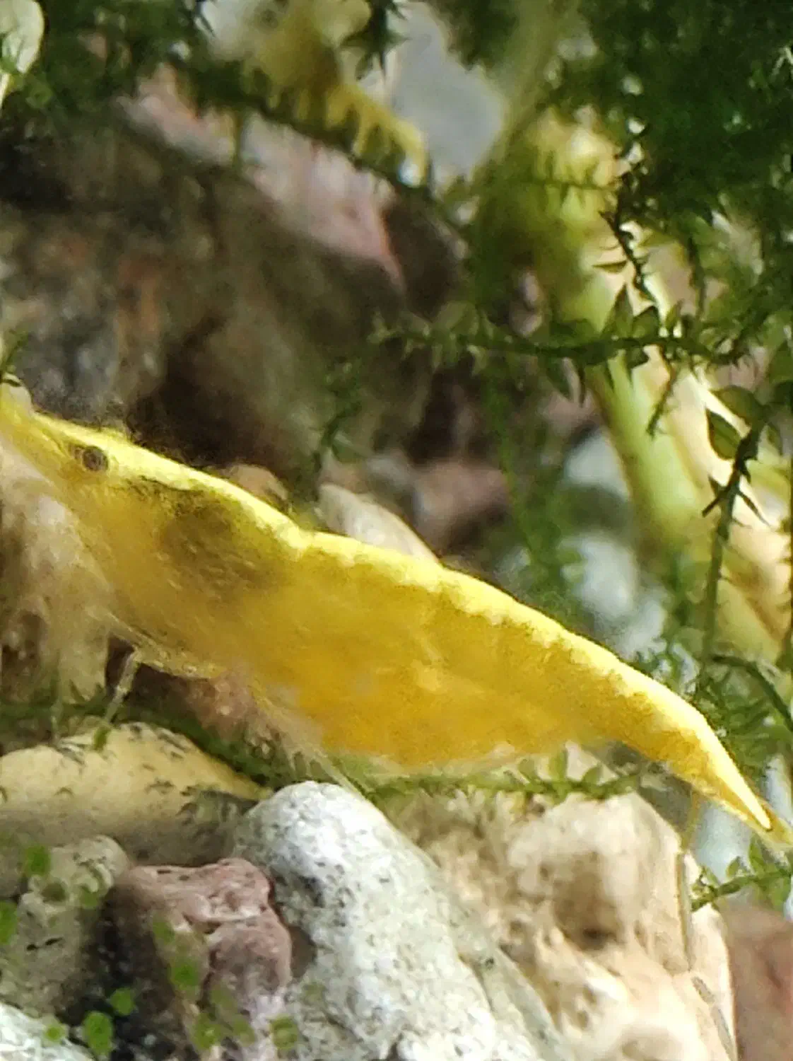 بچه زبرا دانیو،بچه گوپی،شریمپ یلو و بلو کربن|ماهی|قزوین, |دیوار