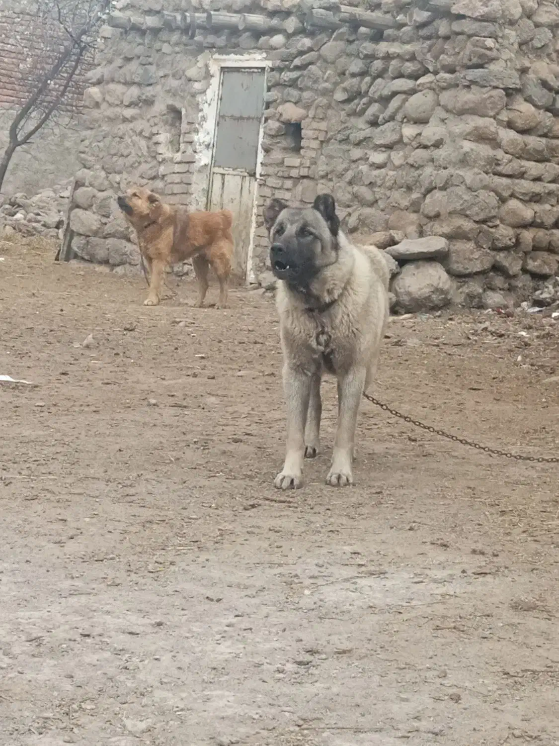 سگ سرابی|سگ|اردبیل, |دیوار