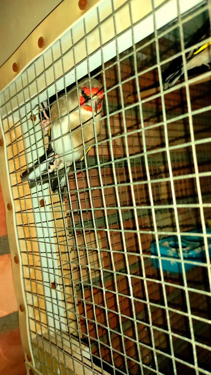 سهره نر|پرنده|کرمان, |دیوار