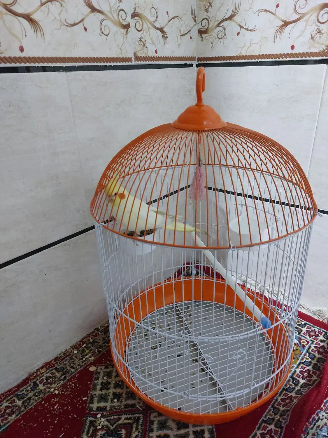 عروس هلندی همراه با قفس|پرنده|برازجان, |دیوار