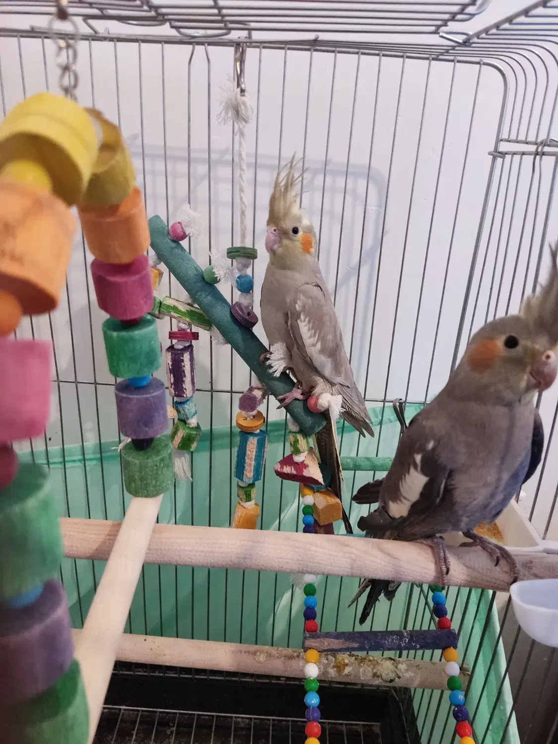 عروس هلندی ۳ ماهه|پرنده|محمدیه-قزوین, |دیوار