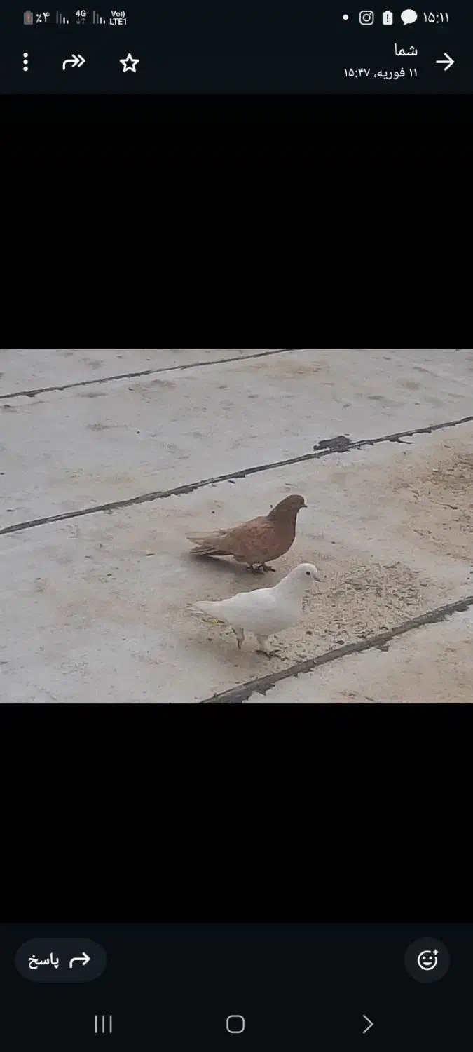 کفتر|پرنده|صوفیان, |دیوار