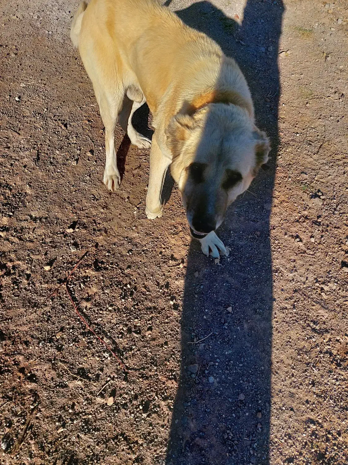 سگ افغان|سگ|قزوین, |دیوار