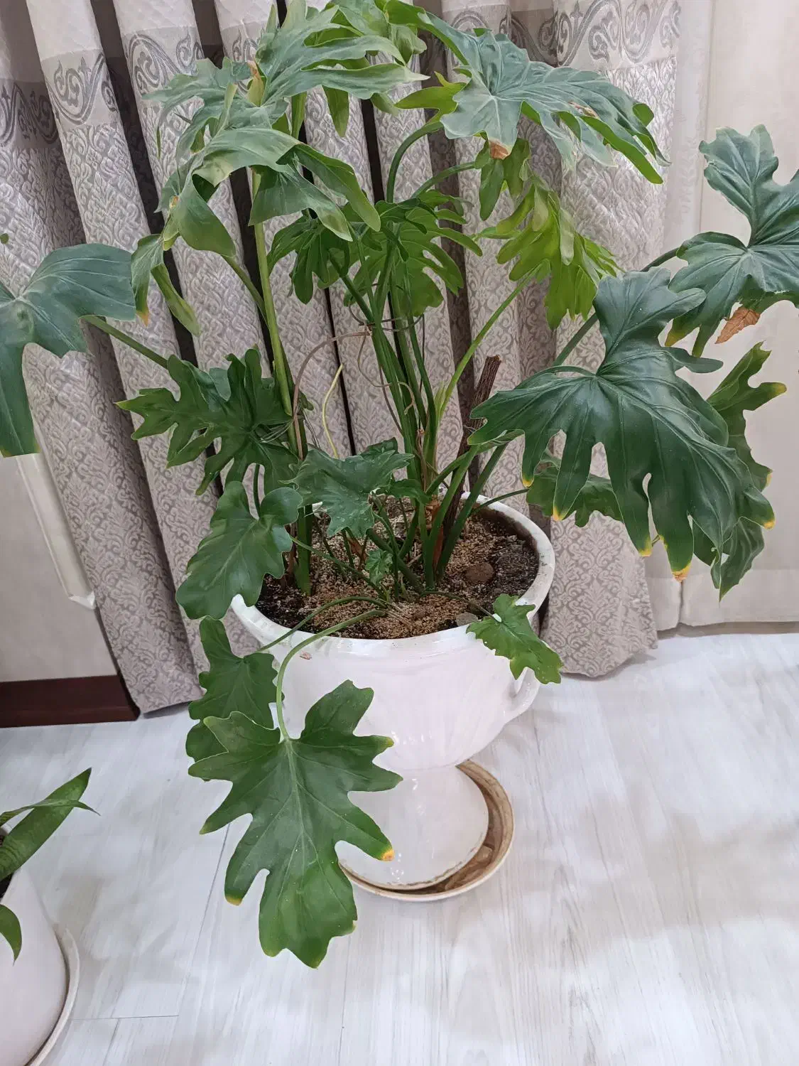 4عدد گل و گلدان طبیعی|گل و گیاه طبیعی|تهران, کیانشهر|دیوار