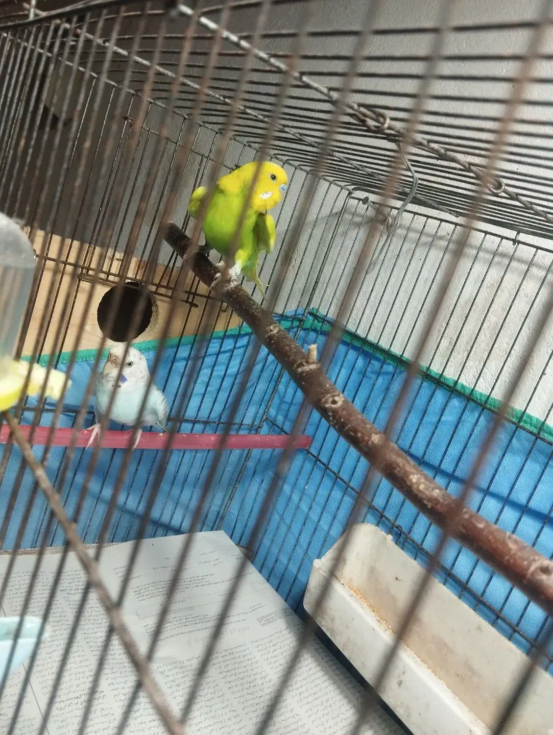 مرغ عشق مولد|پرنده|رشت, باهنر|دیوار