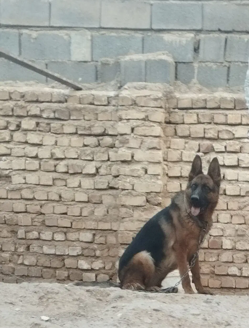 سگ ماده خونگی|سگ|فسا, |دیوار