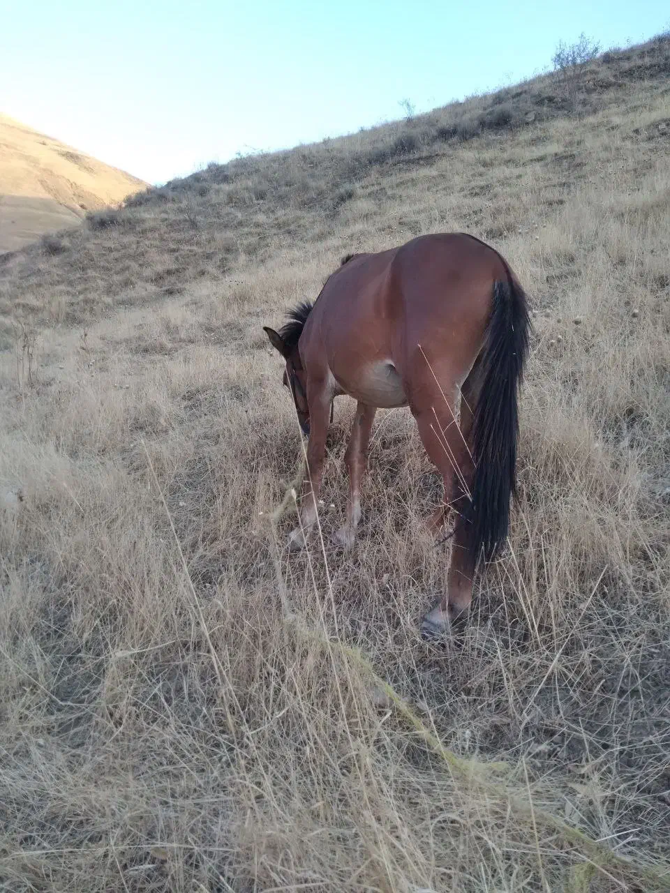 قاتر|حیوانات مزرعه|کلات (خراسان), |دیوار