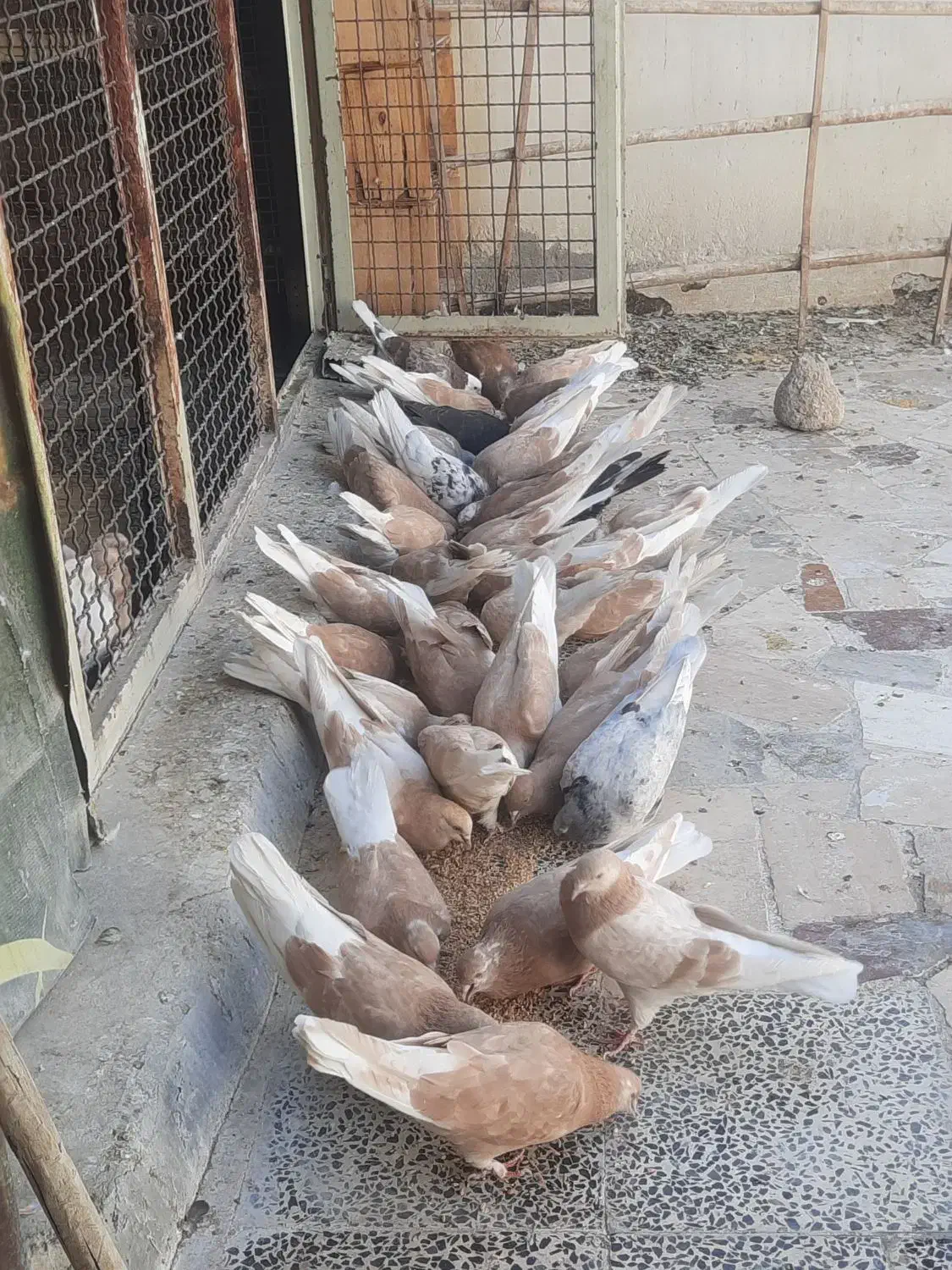 کبوتر زرد و سرخ|پرنده|اصفهان, منتظرالمهدی|دیوار