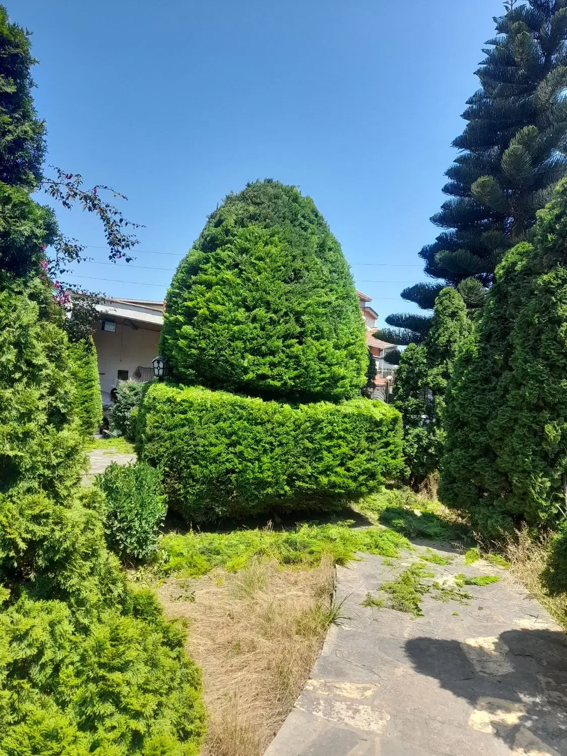 باغبانی و هرس لاوسون و درختان|خدمات باغبانی و درختکاری|دابودشت, |دیوار