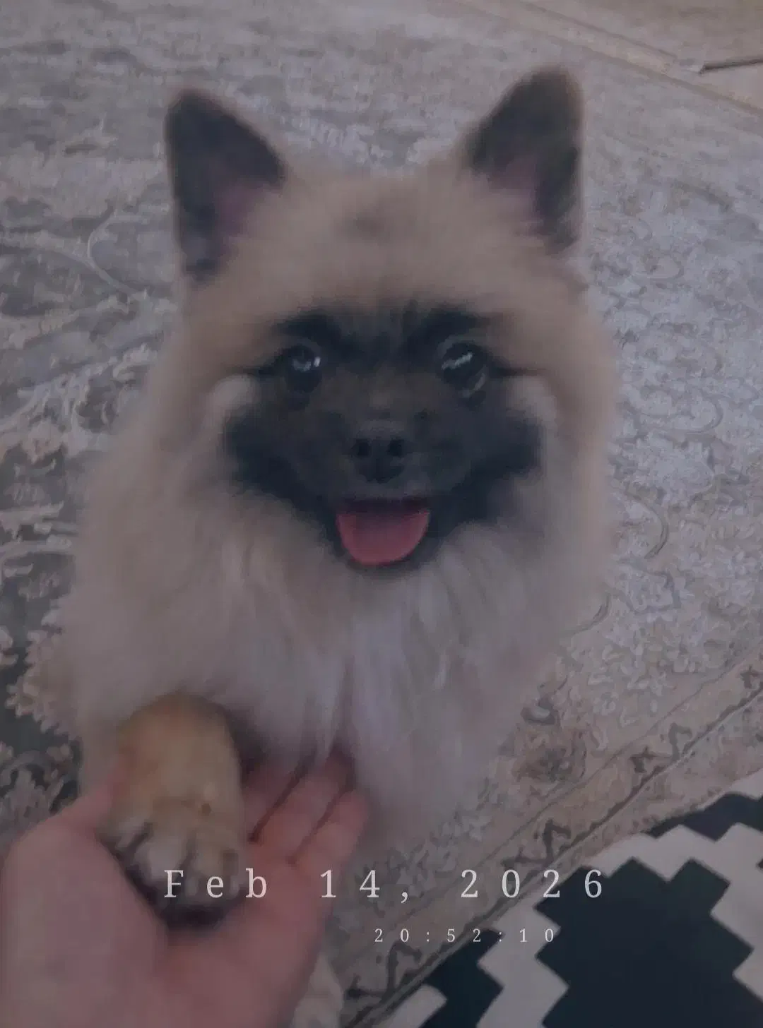 سگ پامرخرسی|سگ|صفادشت, |دیوار