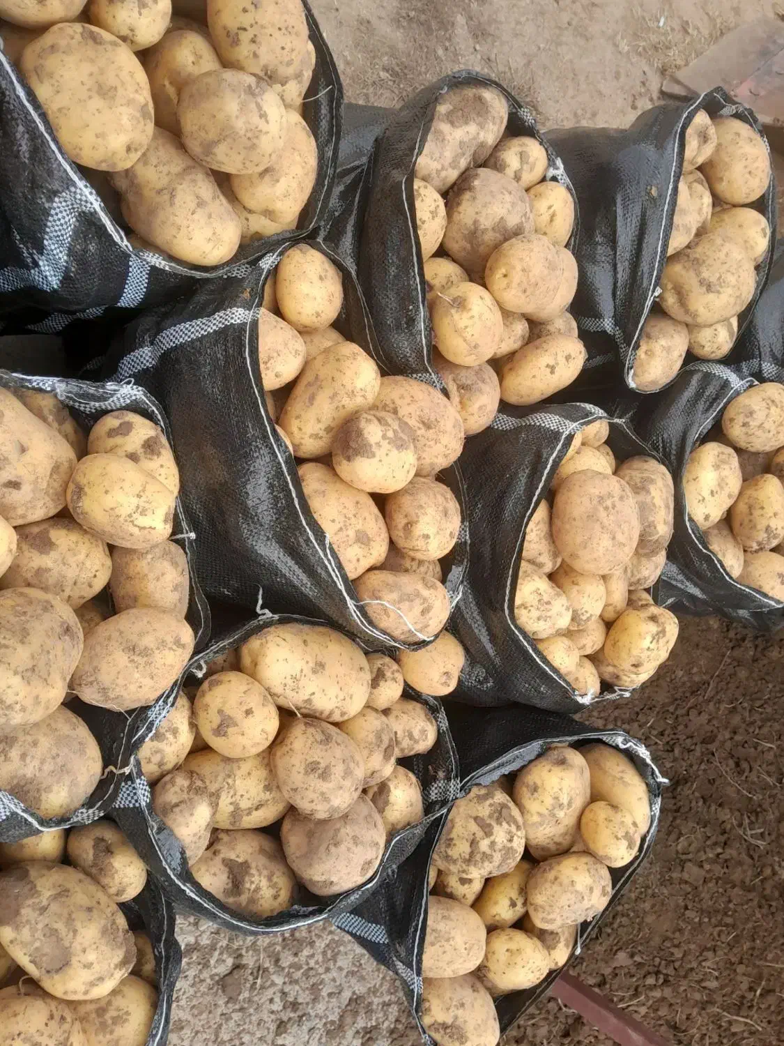 سیب زمینی درجه یک|عمده‌فروشی|قیدار, |دیوار