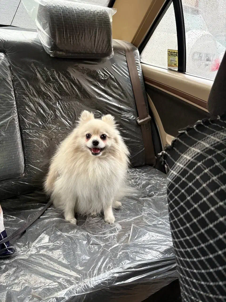 واگذاری سگ پامرین|سگ|کرج, عظیمیه|دیوار