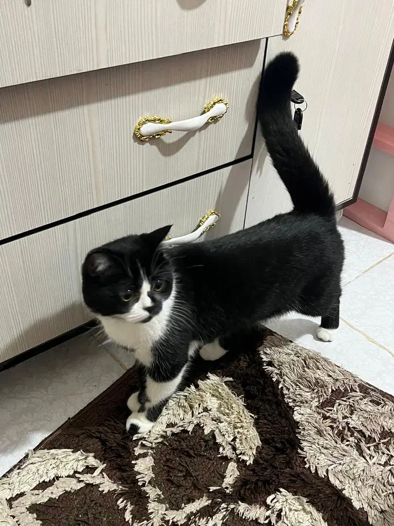 واگذاری 2 عدد گربه|گربه|چابهار, |دیوار