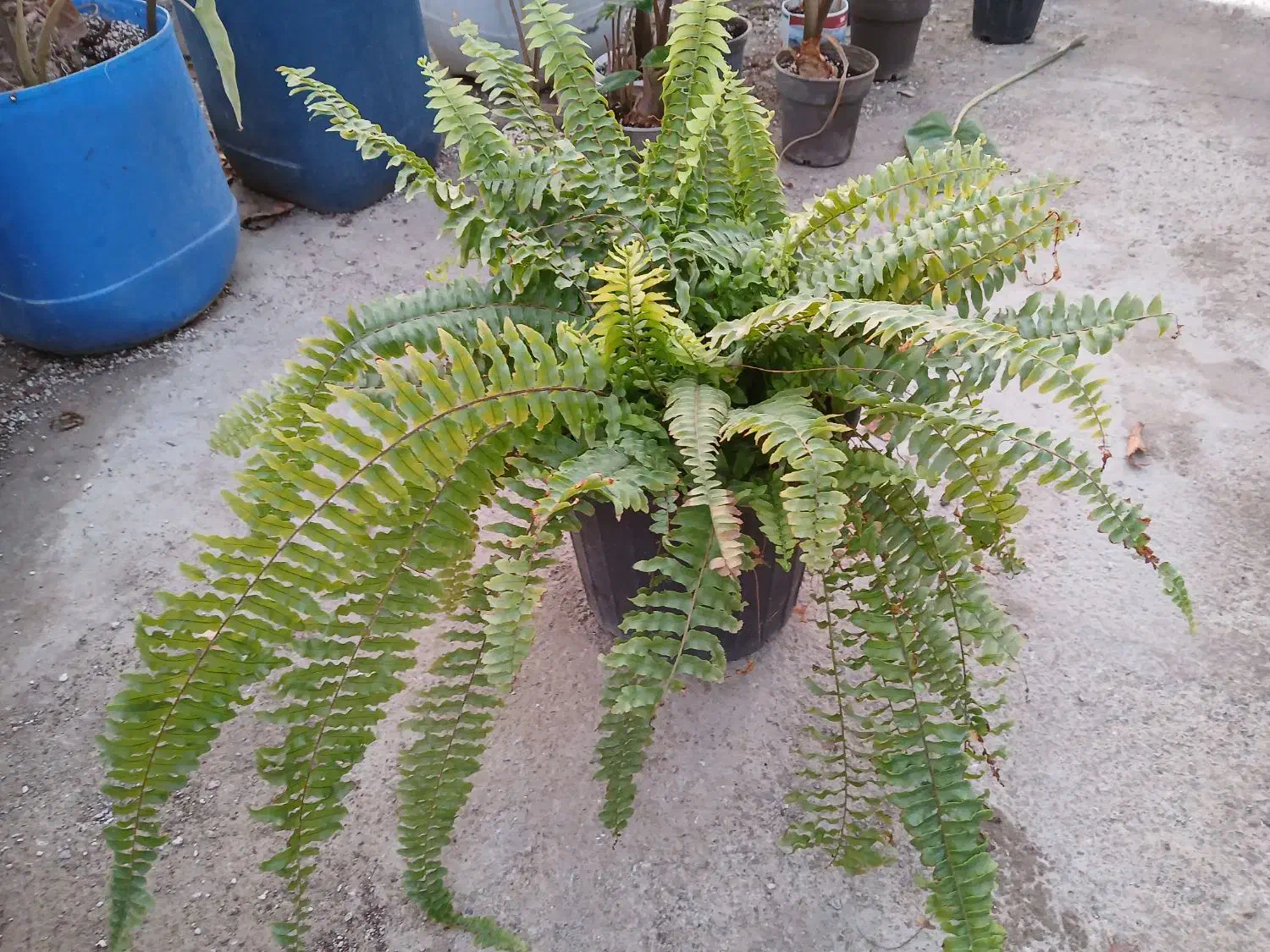 گل بابا آدم تنه قرمز|گل و گیاه طبیعی|هشتگرد, شهرک گلخانه|دیوار