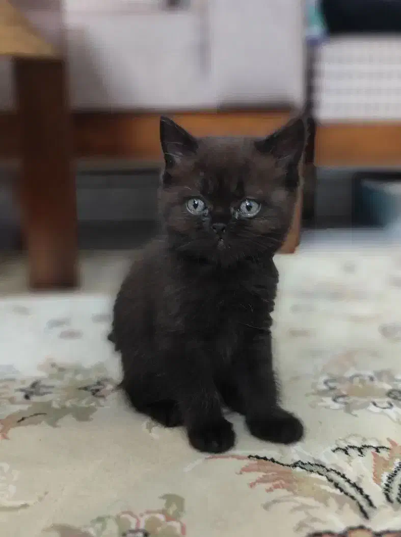 بچه گربه بریتیش|گربه|اندیشه, اندیشه فاز ۱|دیوار