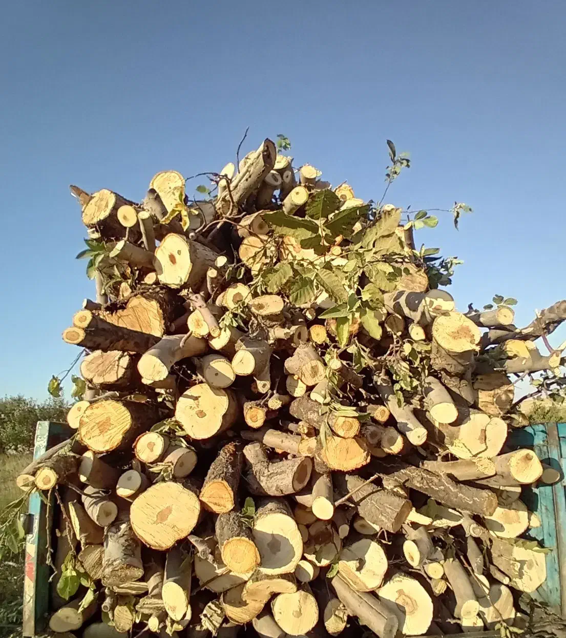 خریدانواع صنوبر بید چوب میوه خرید بادریز|خدمات باغبانی و درختکاری|اهر, |دیوار