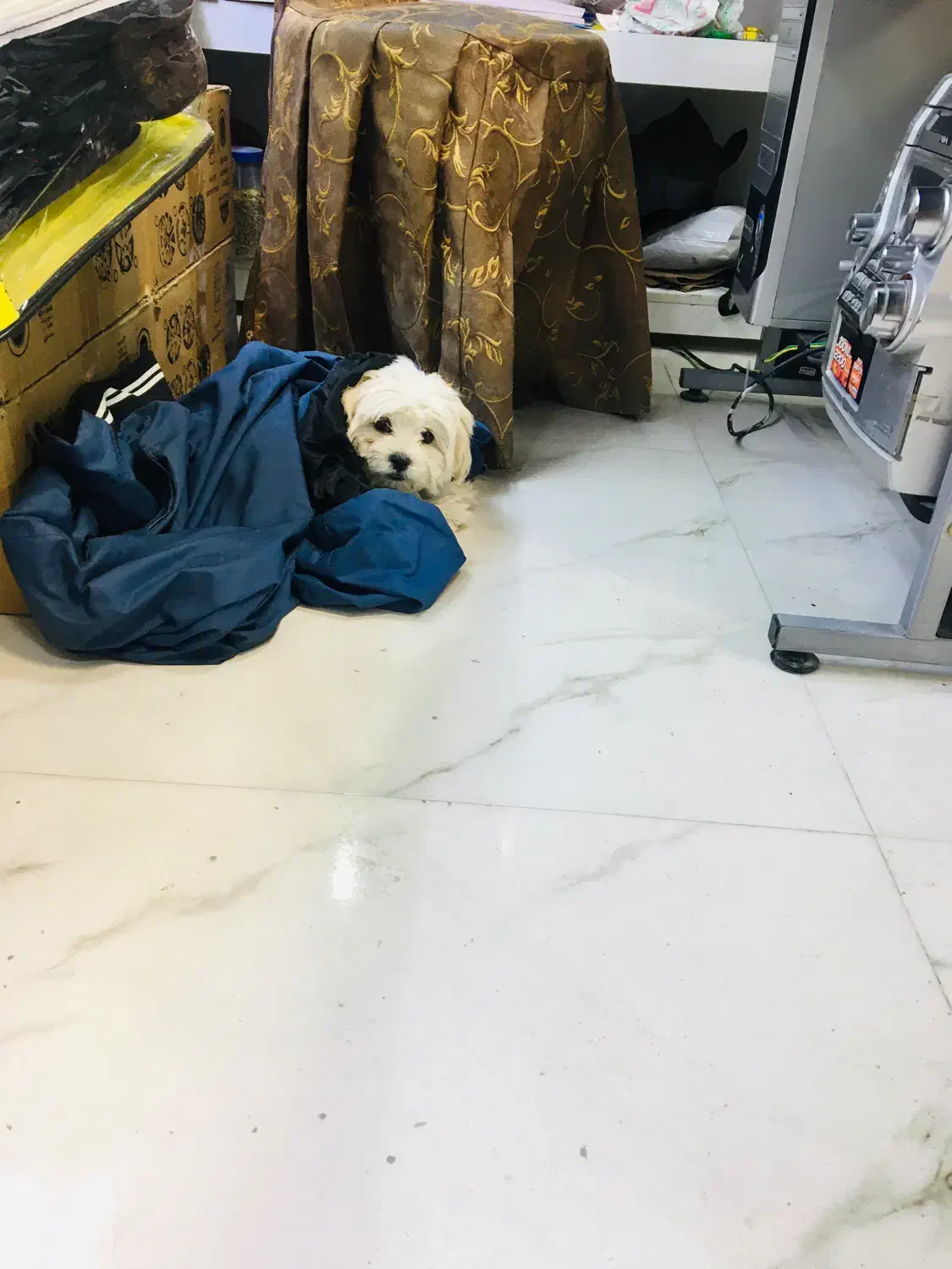 واگذاری سگ|سگ|بجنورد, |دیوار