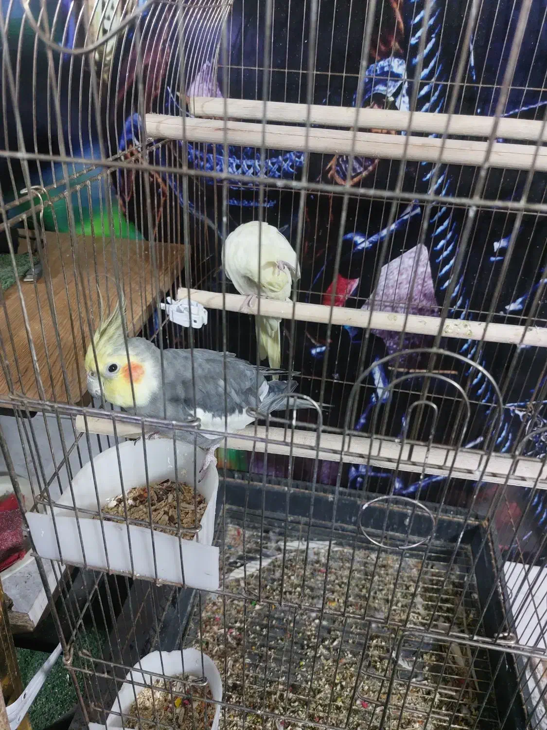 عروس هلندی|پرنده|تهران, جوادیه تهرانپارس|دیوار