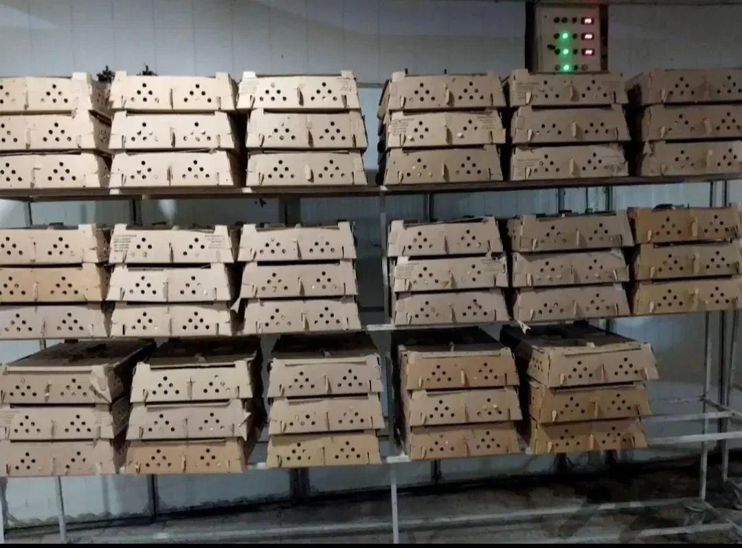 جوجه یکروزه گوشتی راس ۳۰۸ تضمینی|حیوانات مزرعه|ساری, |دیوار