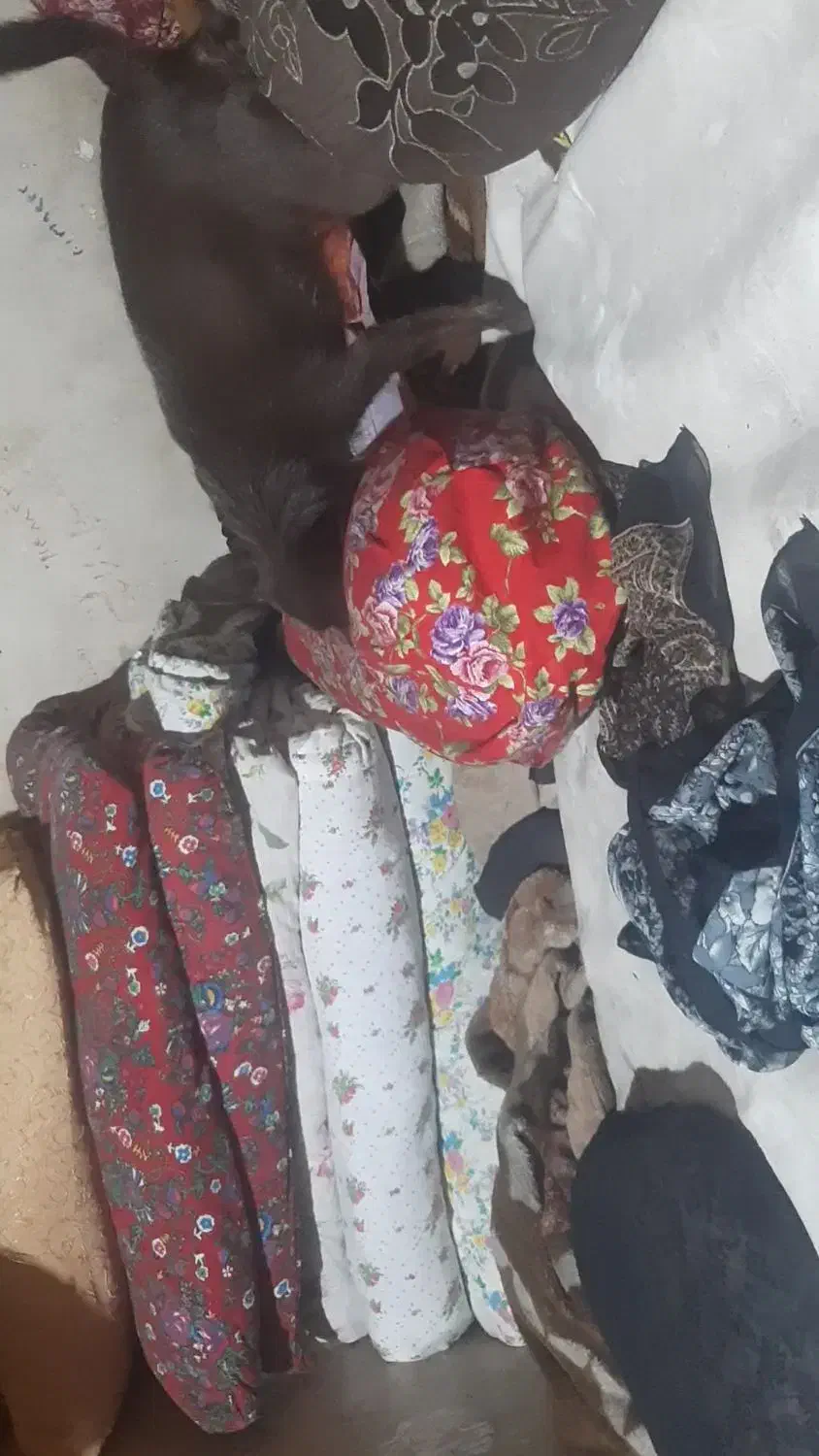 گمشده|حیوانات|نقده, |دیوار