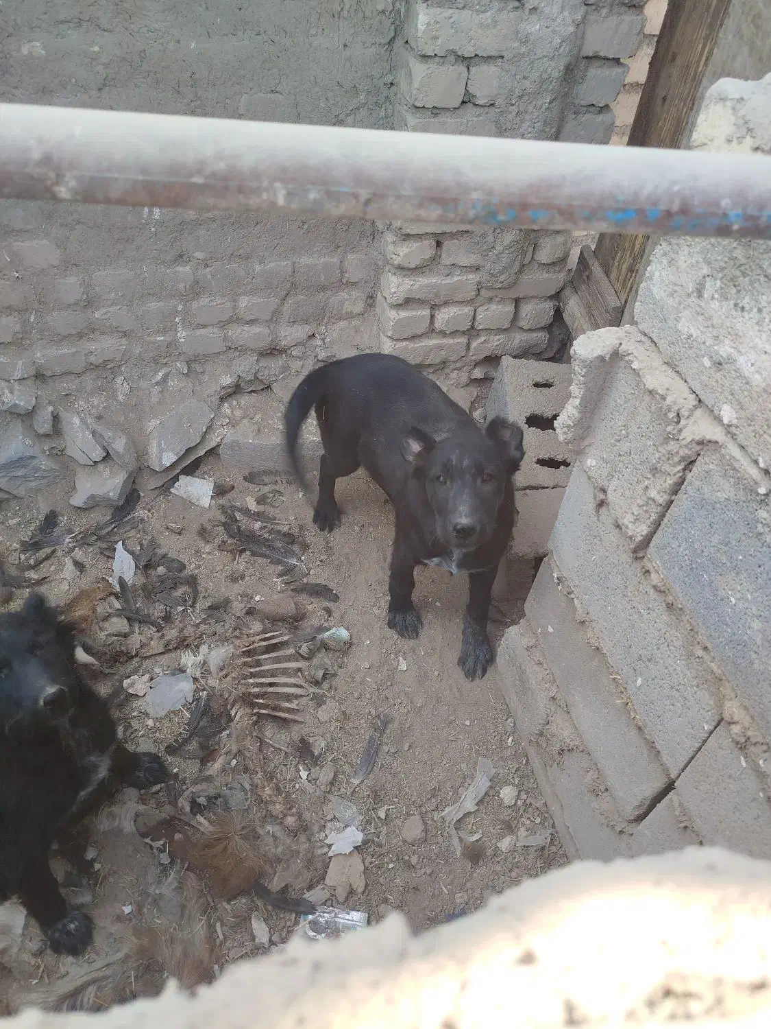 سگ قدرجونی|سگ|رودشت (اصفهان), |دیوار