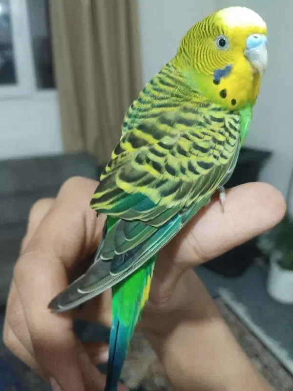 مرغ عشق دستی بالغ با قفس|پرنده|دوگنبدان, |دیوار