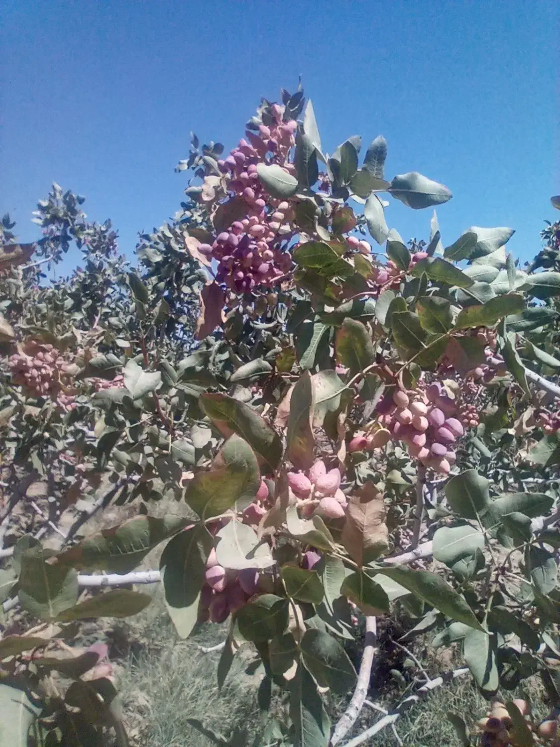 پسته خشک قله قوچی زمانی|خوردنی و آشامیدنی|سلامی, |دیوار