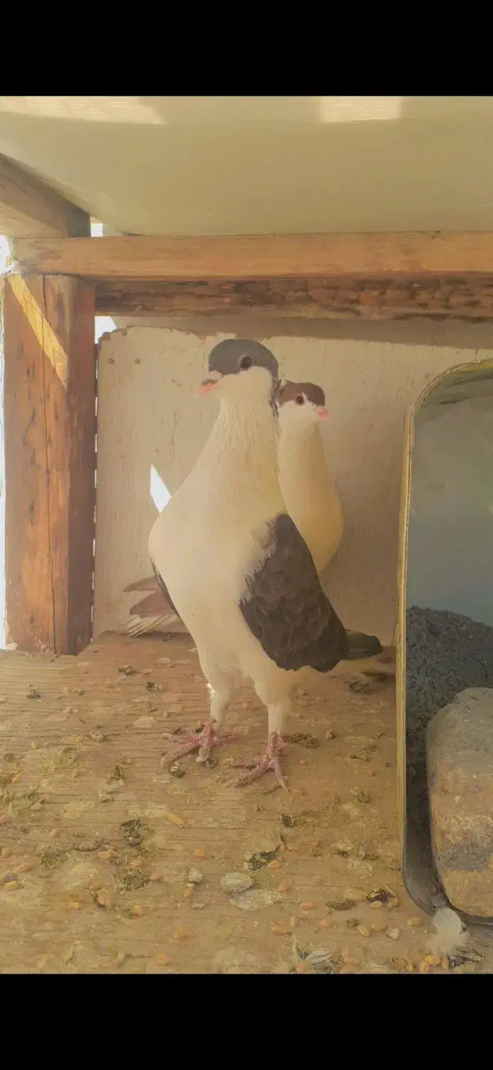 کفتر سیاه پشت|پرنده|لنجان, |دیوار