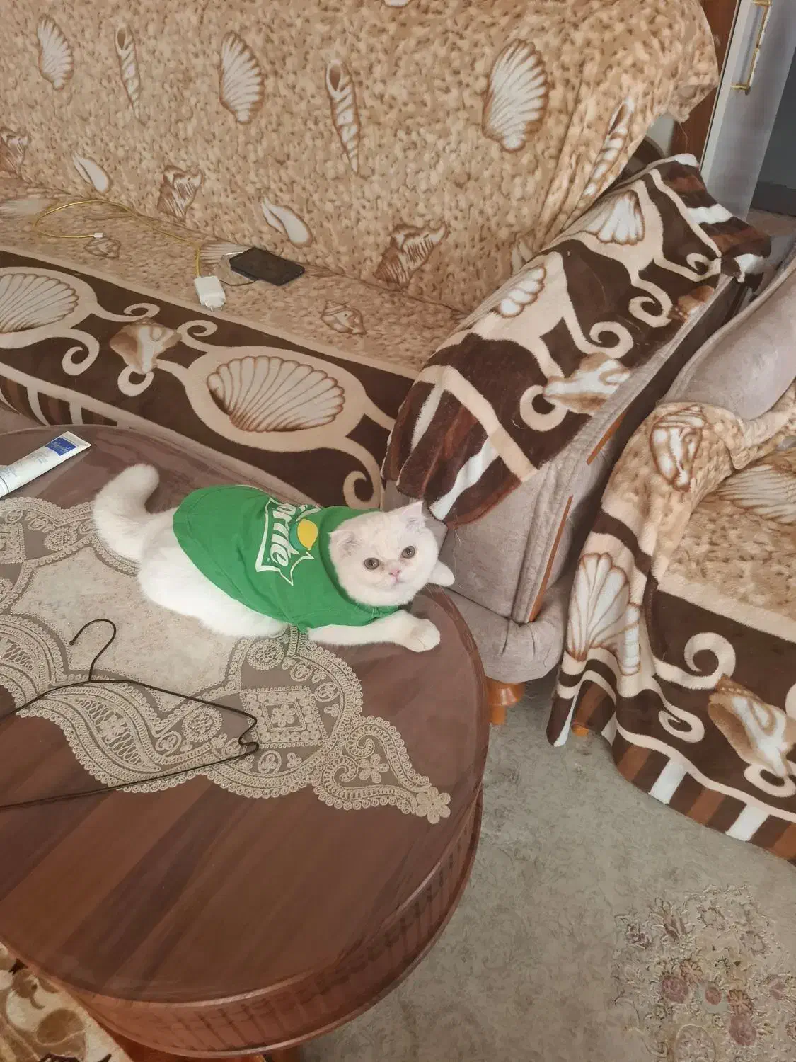 گربه اسکارتیج|گربه|مراغه, |دیوار