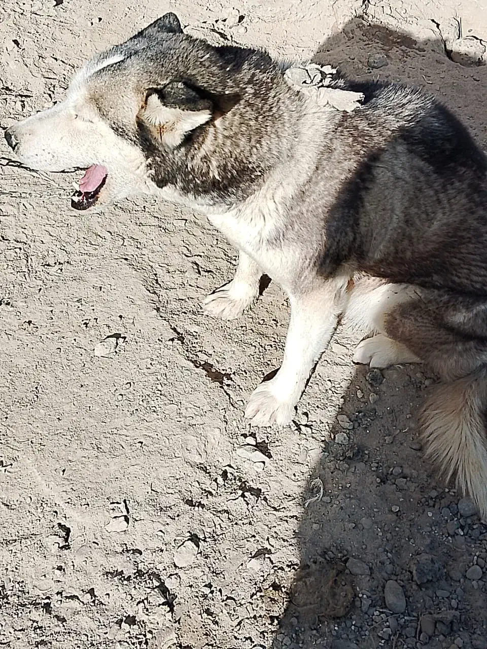 سگ هاسکی|سگ|زابل, |دیوار