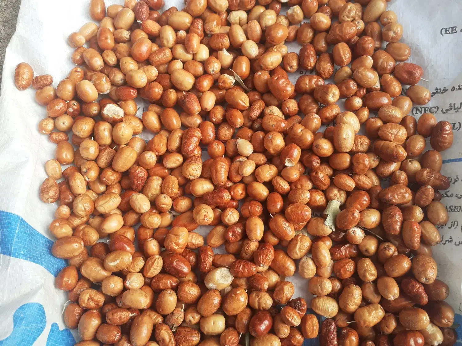 فروش سنجد|خوردنی و آشامیدنی|روانسر, |دیوار