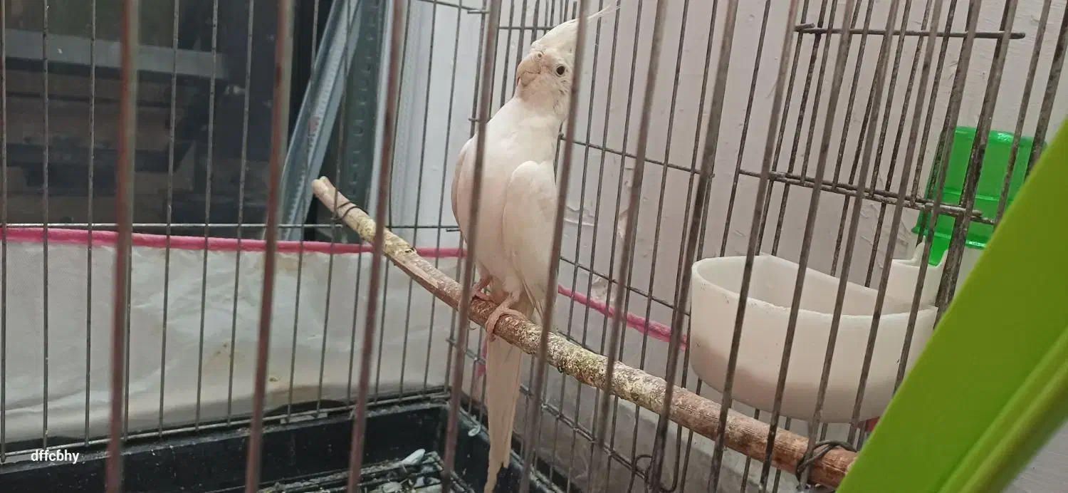 یک جفت عروس هلندی با یک جوجه|پرنده|تهران, منیریه|دیوار