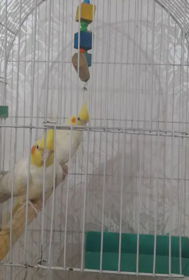 عروس هلندی|پرنده|شوش, |دیوار