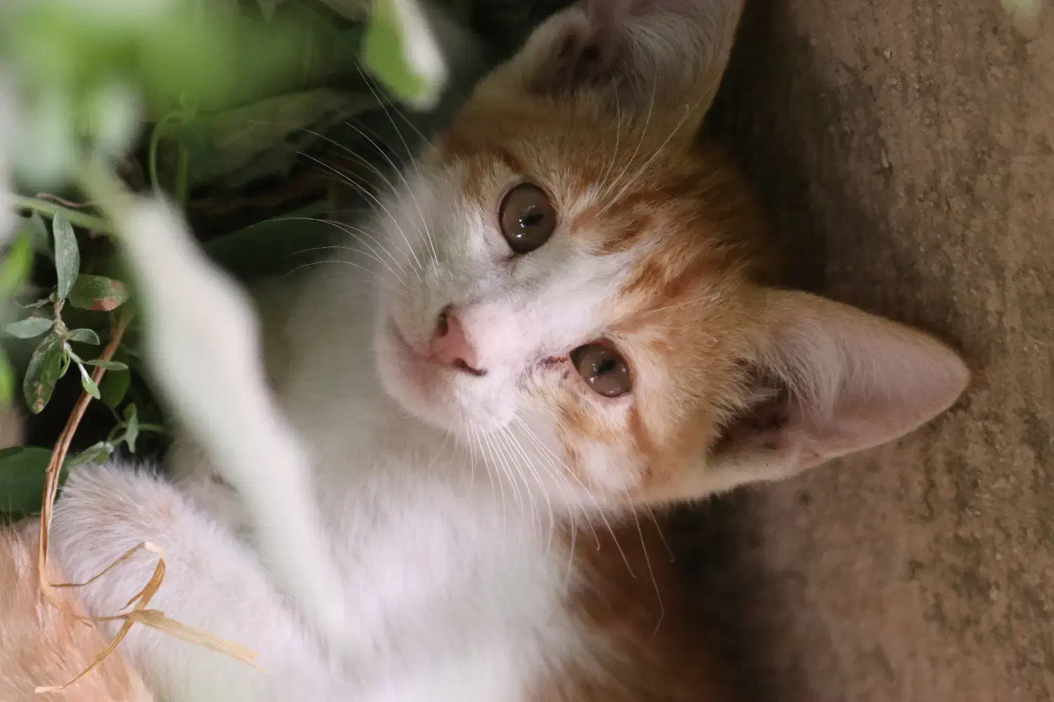 دوتا گربه واگذاری|گربه|کلاله, |دیوار