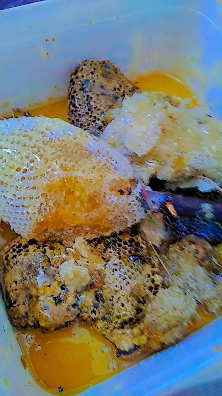 عسل طبیعی|خوردنی و آشامیدنی|اهواز, دغاغله|دیوار