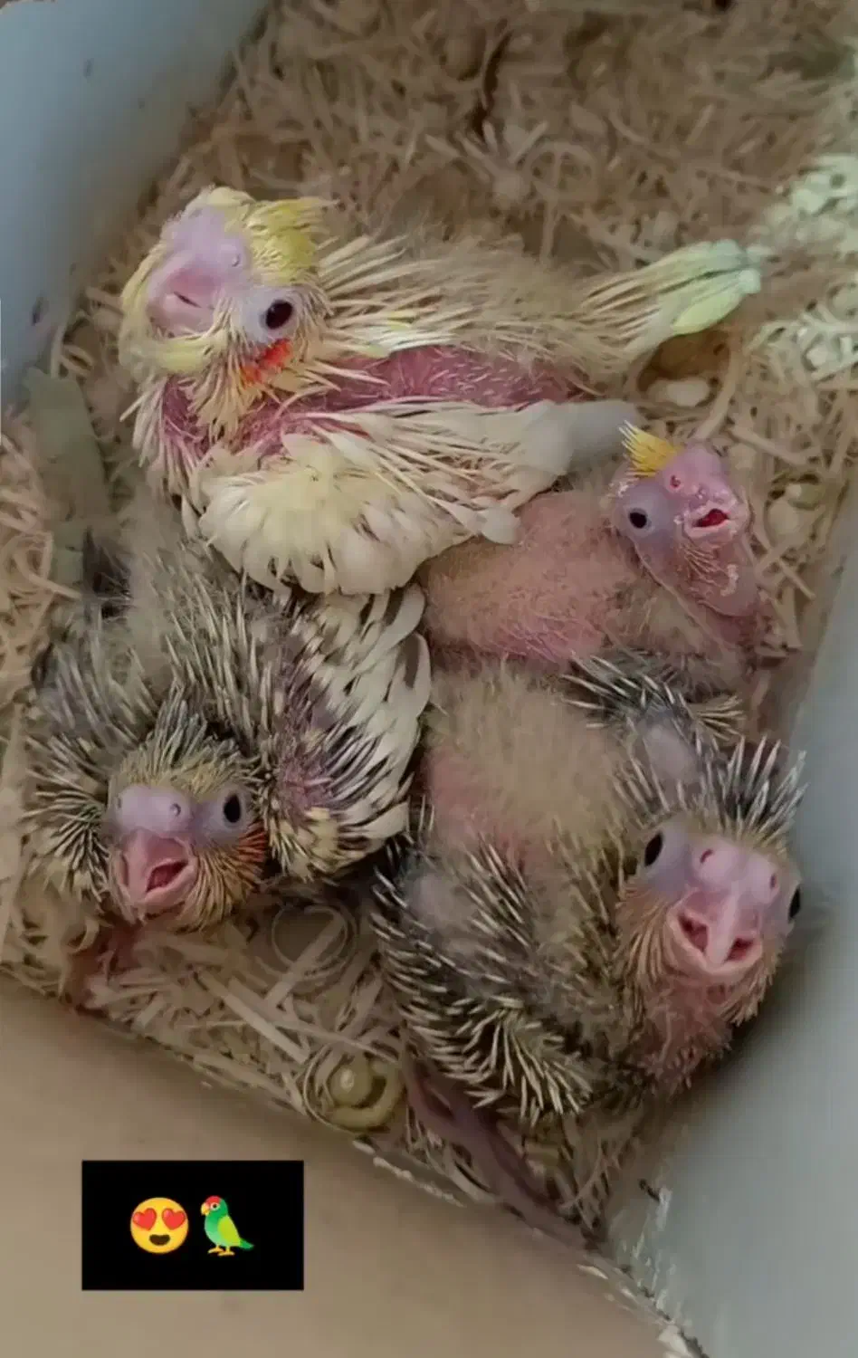 عروس هلندی مولد|پرنده|تبریز, |دیوار