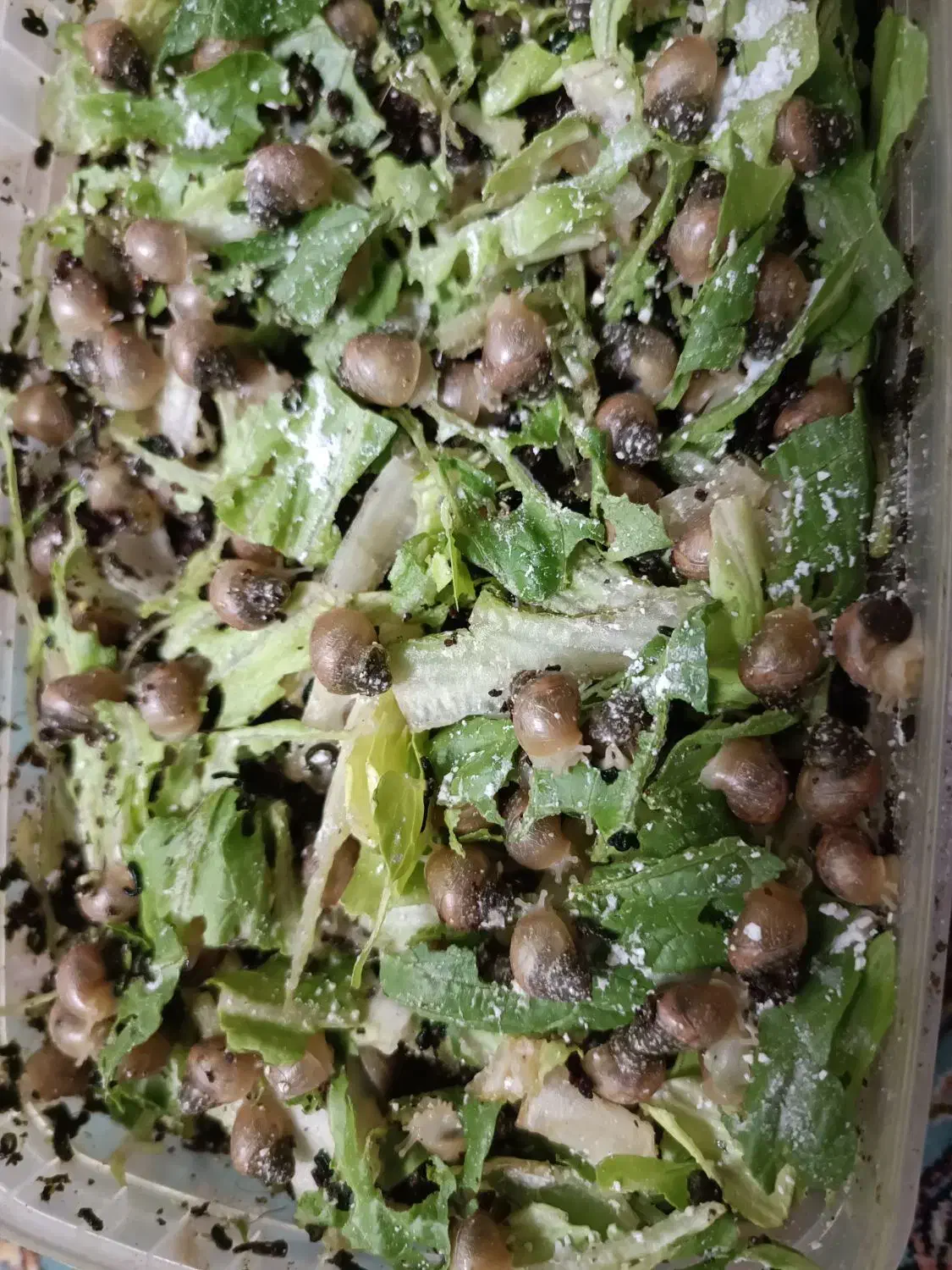 حلزون|خزنده|شیراز, جانبازان|دیوار