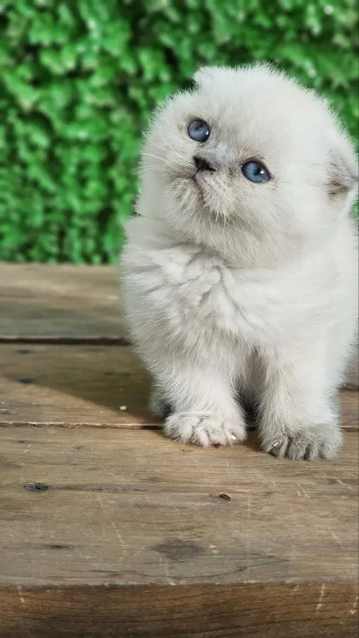 اسکاتیش مینی عروسکی|گربه|کرج, گوهردشت|دیوار