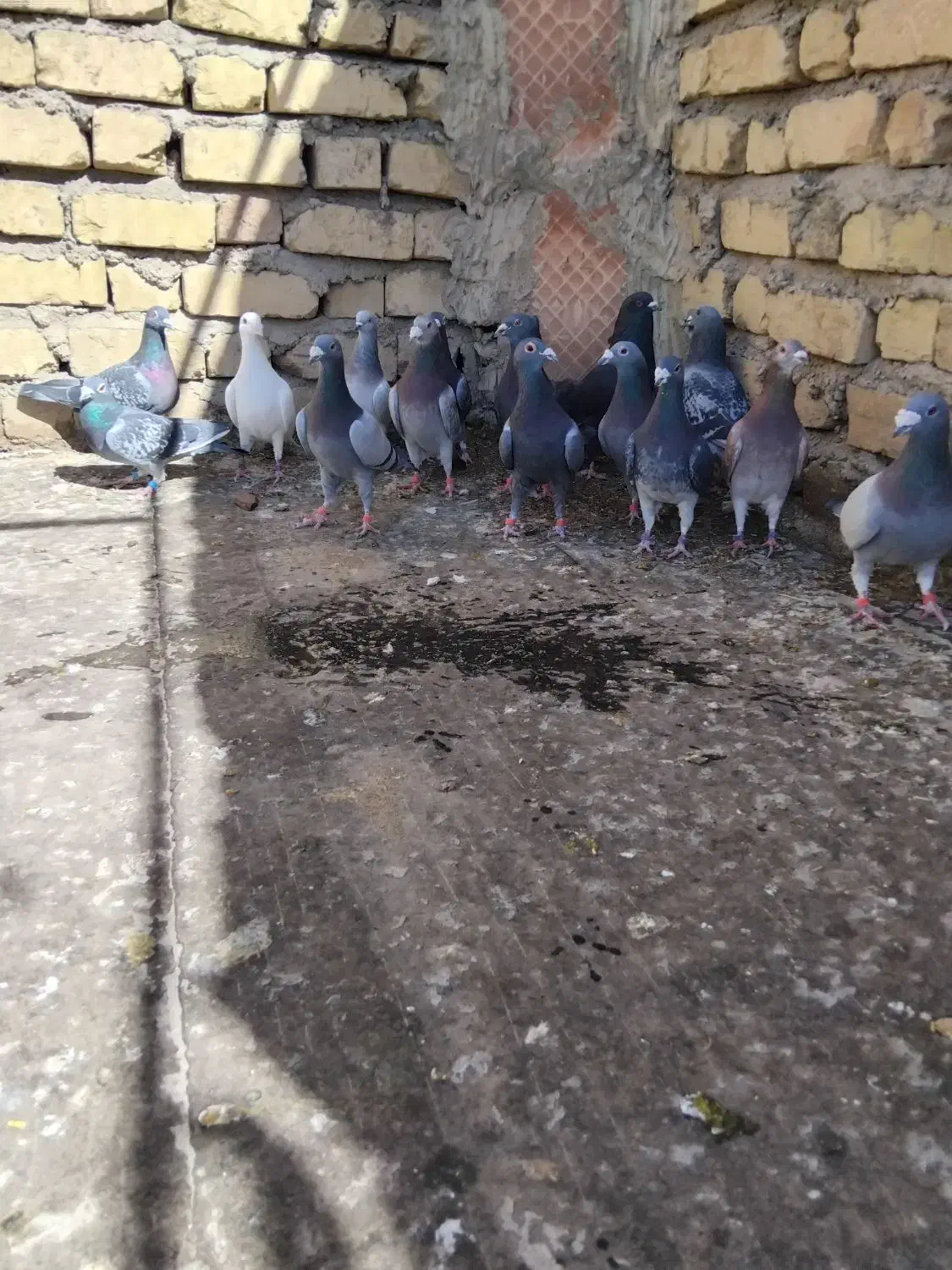 کبوتر پلاکی|پرنده|مرودشت, فرهنگ|دیوار