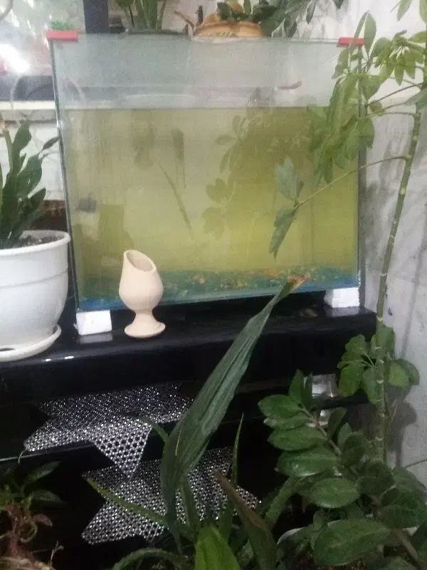 آکواریوم|ماهی|قائن, |دیوار