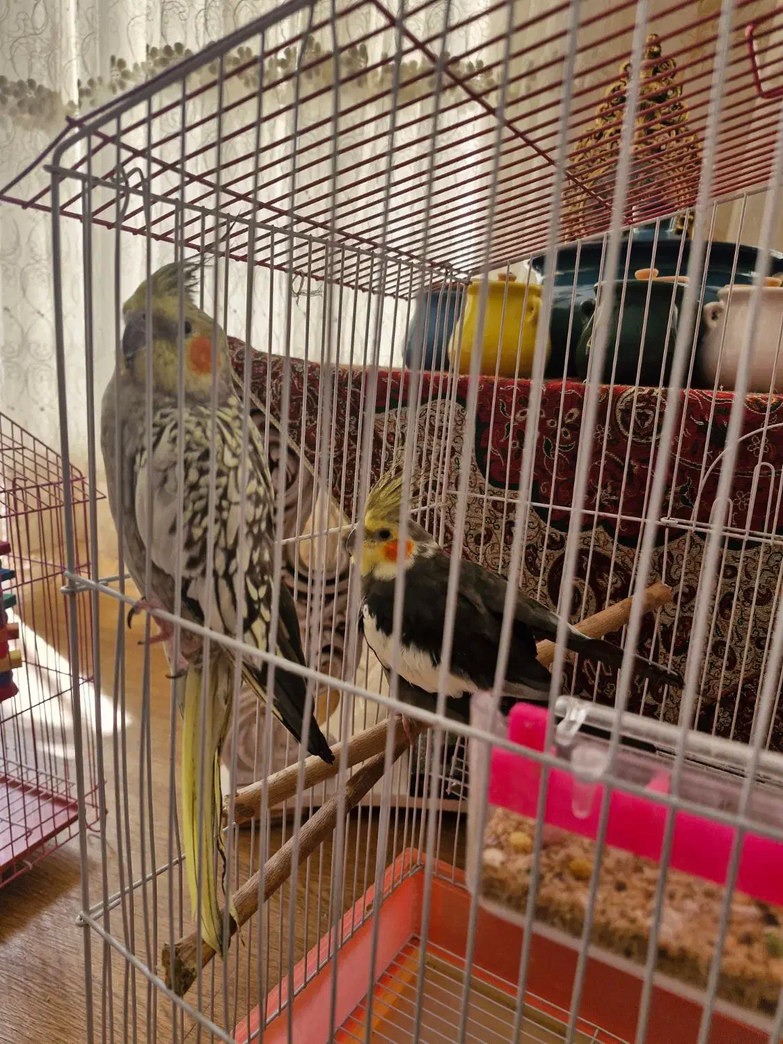 یه جفت عروس هلندی|پرنده|فولادشهر, B4|دیوار