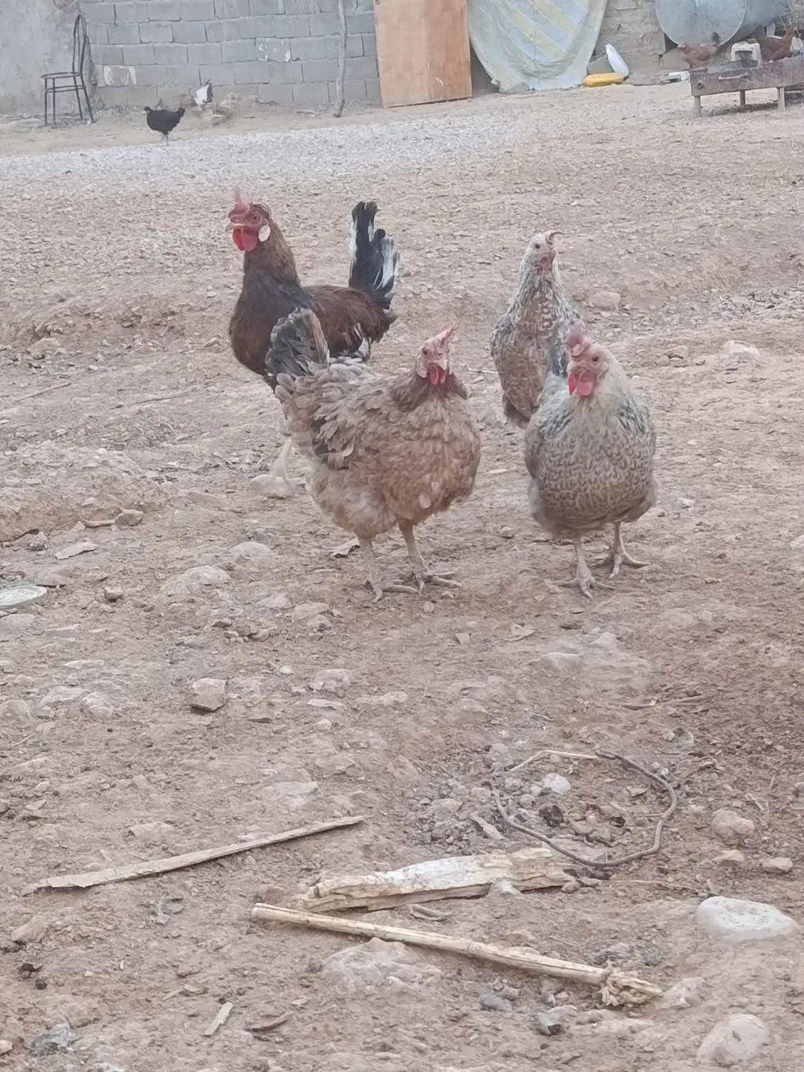 فروش مرغ و کبوتر|حیوانات مزرعه|یاسوج, |دیوار