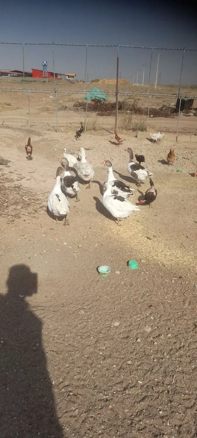 خریدوفروش حیوانات مزرعه حلال گوشت|حیوانات مزرعه|قزوین, |دیوار