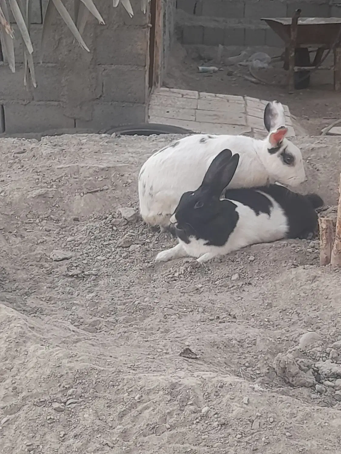 خرگوش|حیوانات مزرعه|میناب, |دیوار