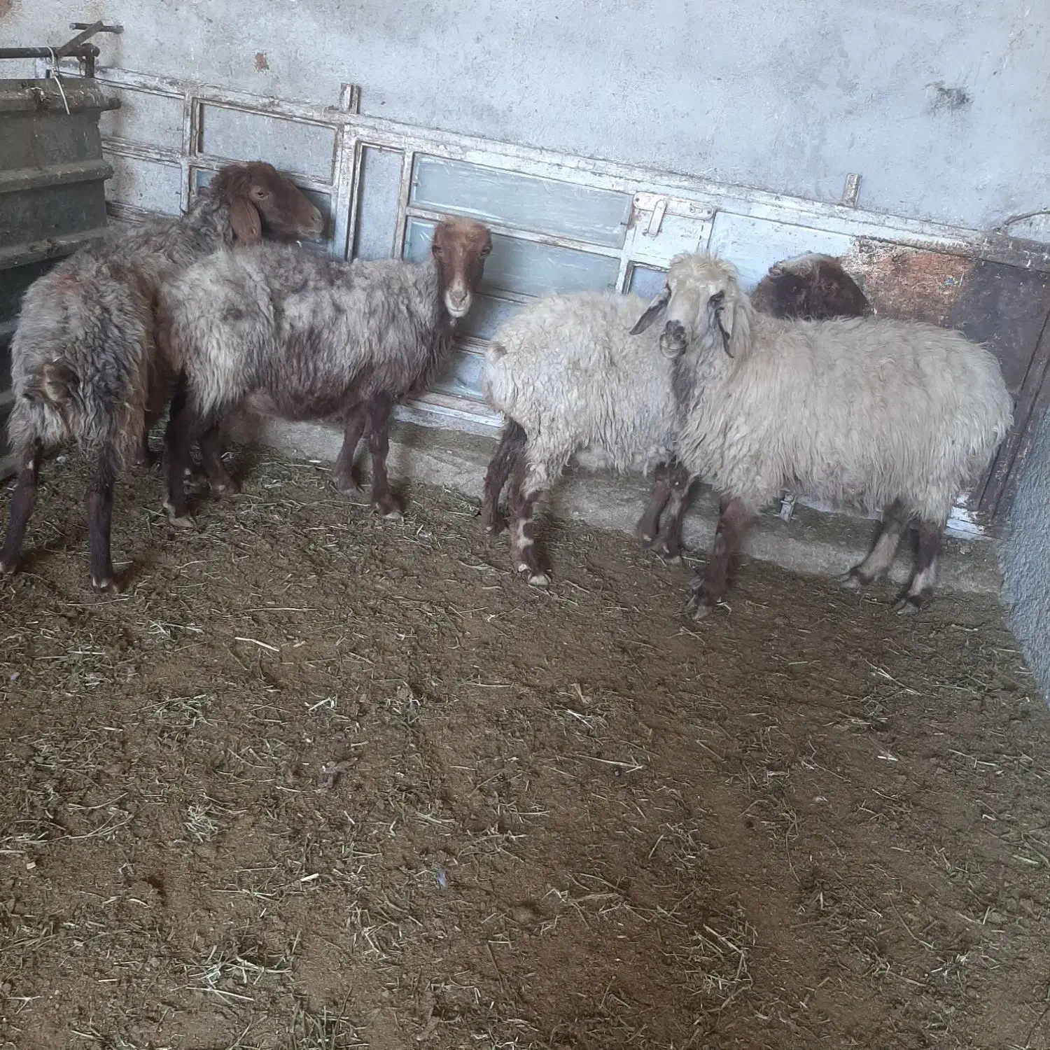 میش و بز|حیوانات مزرعه|مرودشت, رامجرد یک|دیوار